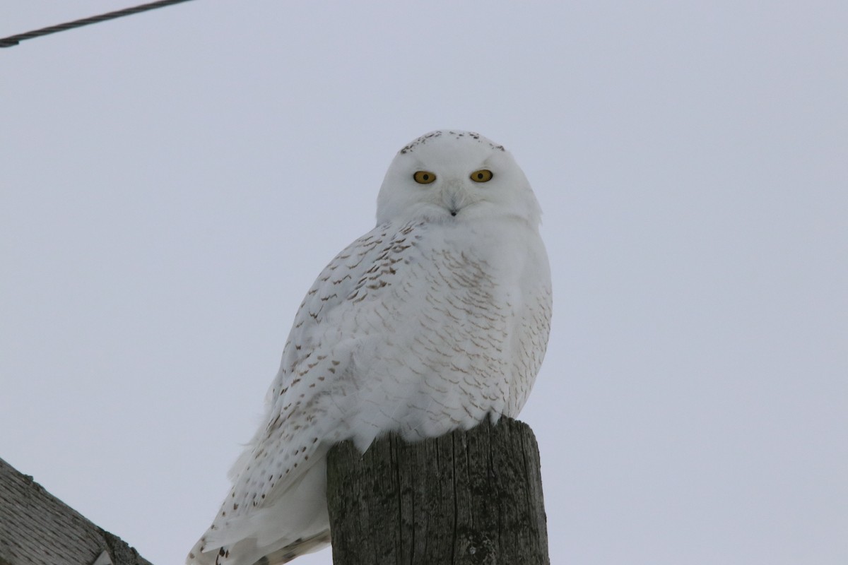Snowy Owl - ML85775191