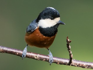 Chestnut-bellied Tit - eBird