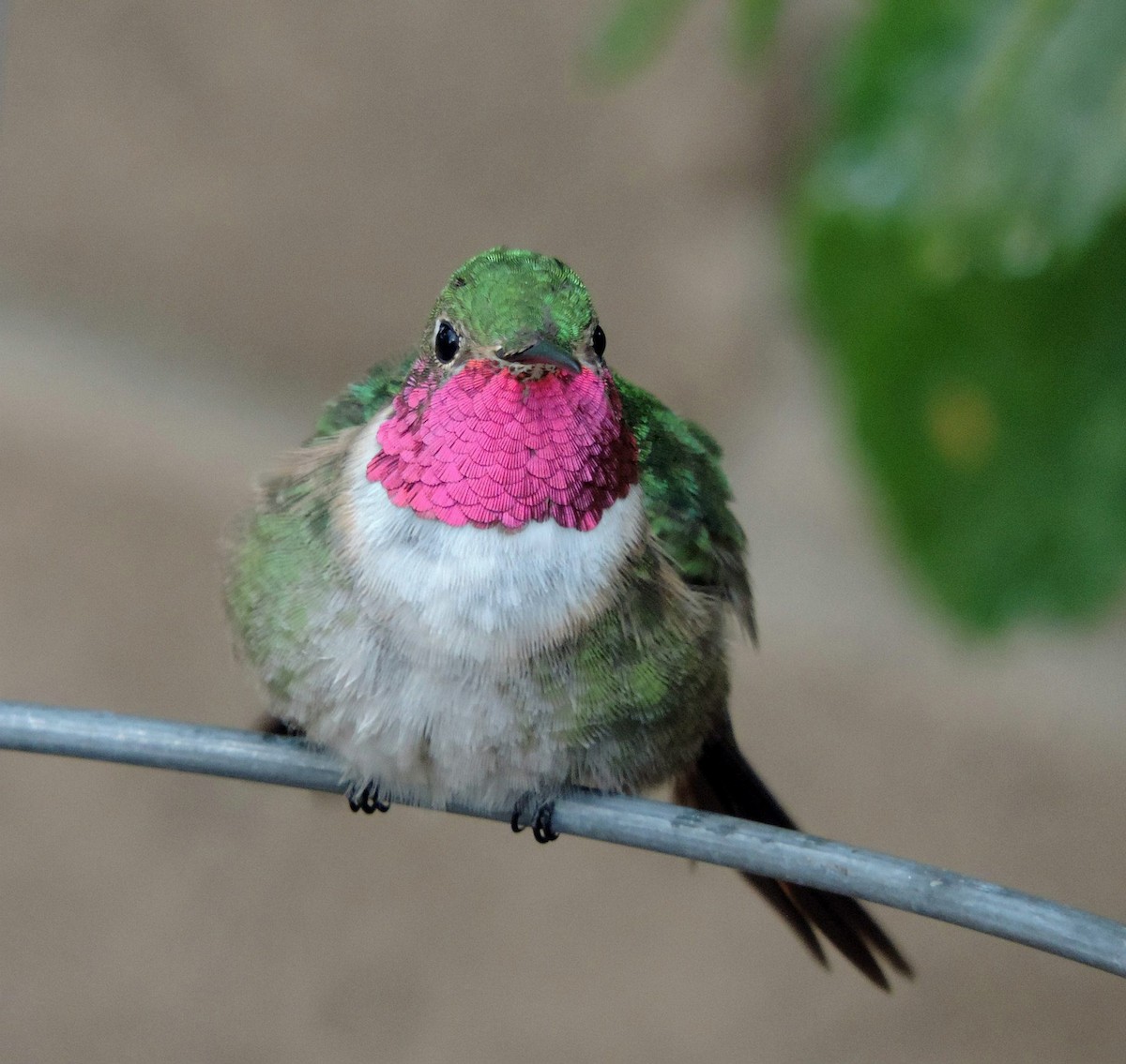 Broad-tailed Hummingbird - Gina Hanson