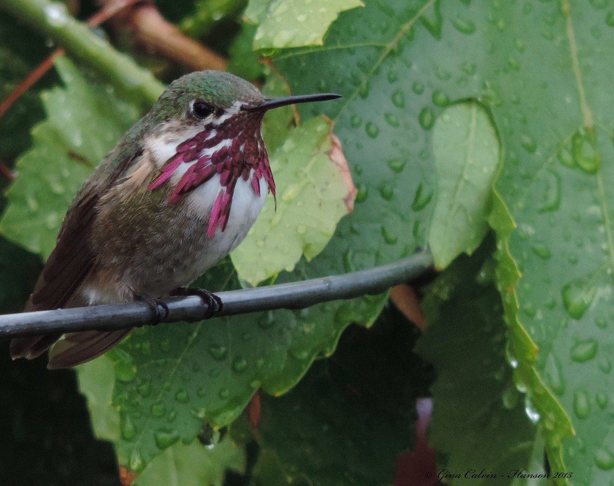 Calliope Hummingbird - Gina Hanson