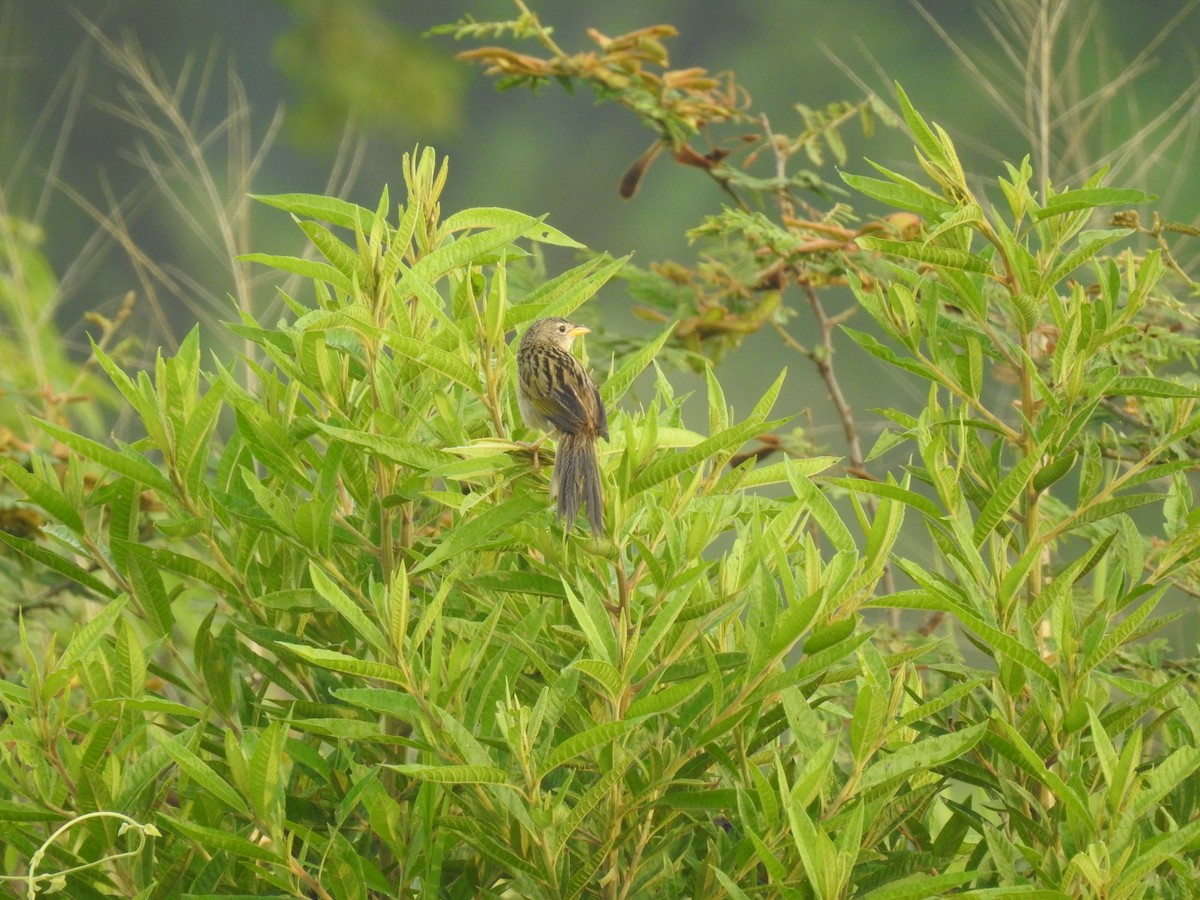 Wedge-tailed Grass-Finch - ML85778291