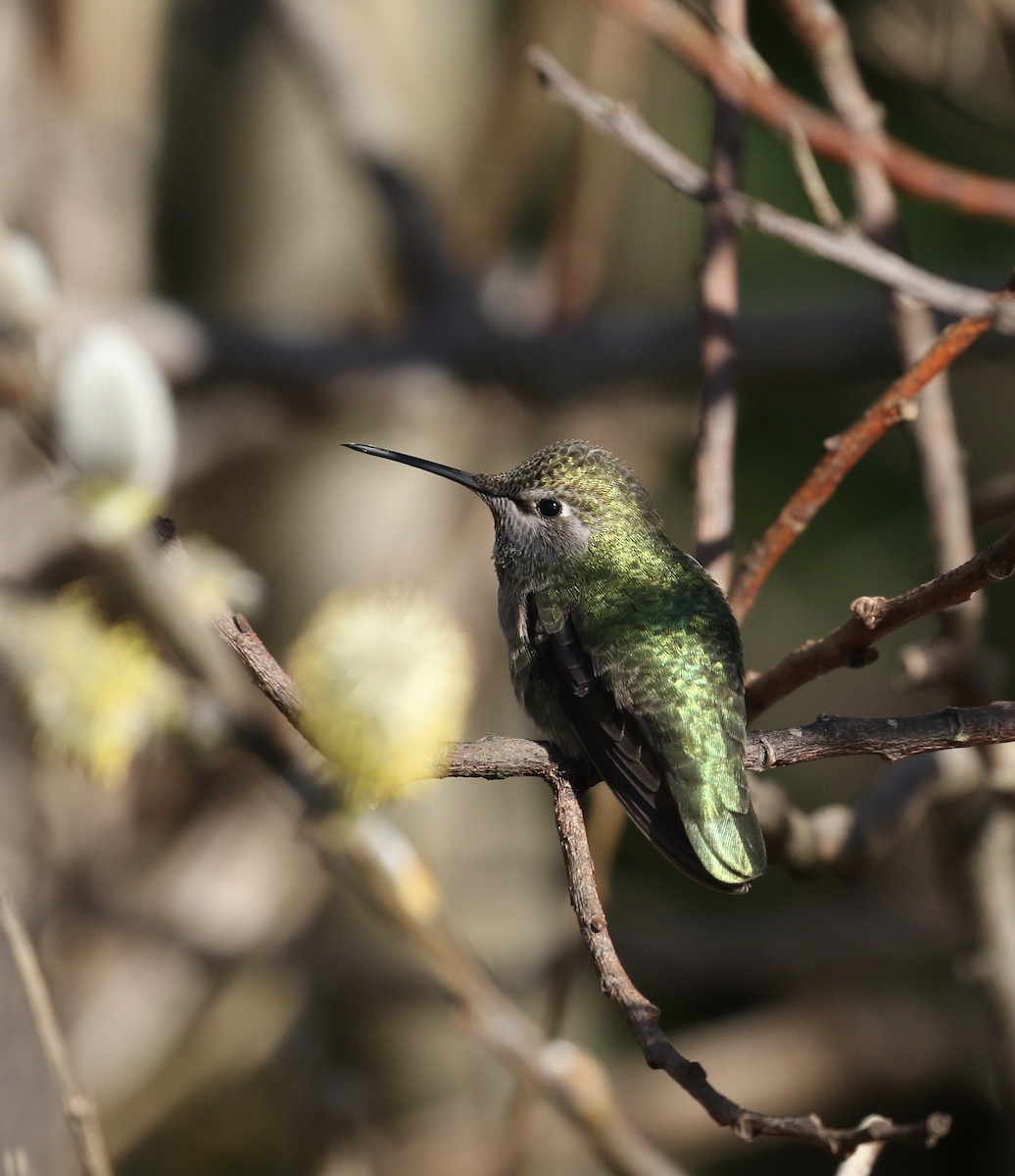 Anna's Hummingbird - ML85778661
