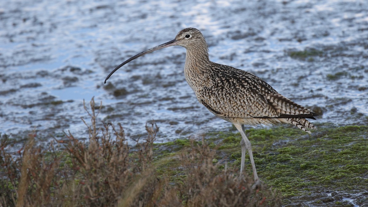 Long-billed Curlew - ML85778771