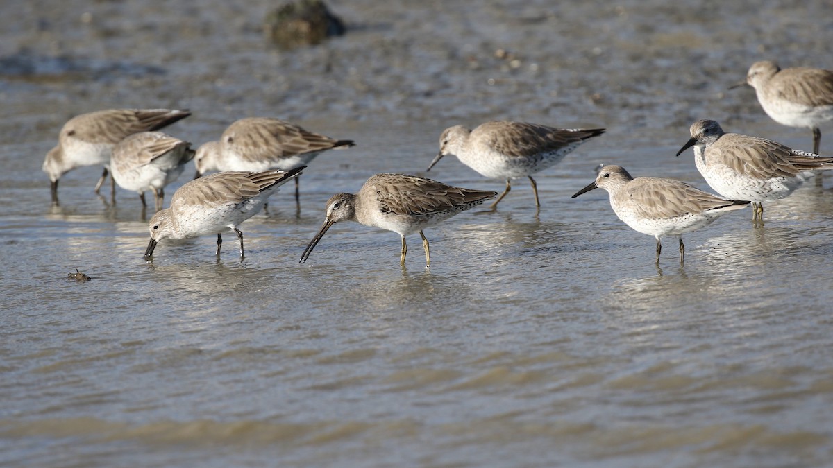 Red Knot - ML85779531