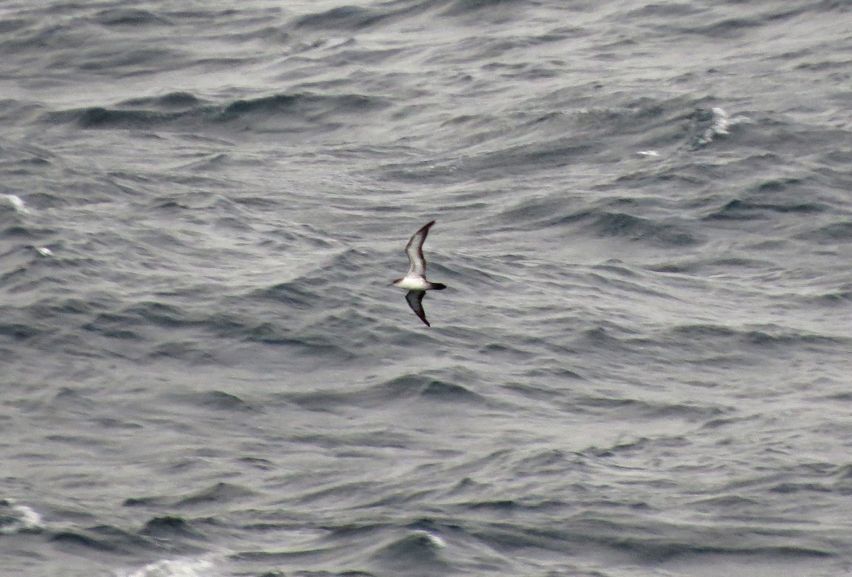 Wedge-tailed Shearwater - Tom Edell