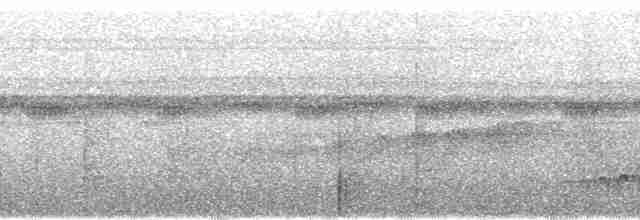 amazonvatretreløper (certhia) - ML85780