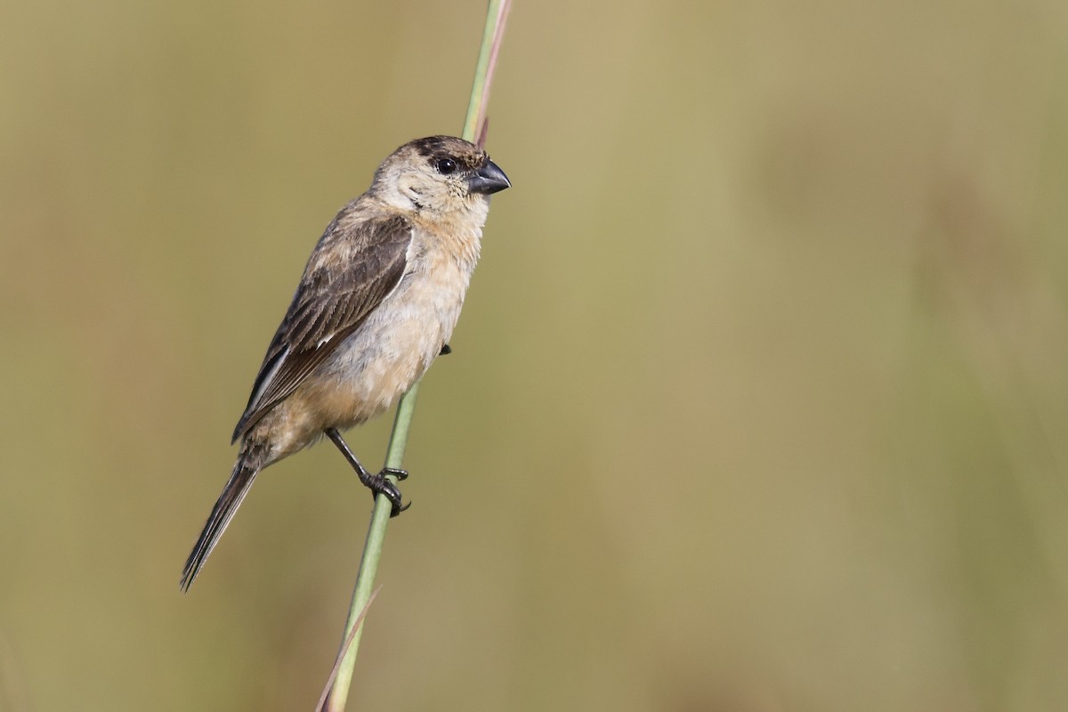 Copper Seedeater - ML85782351