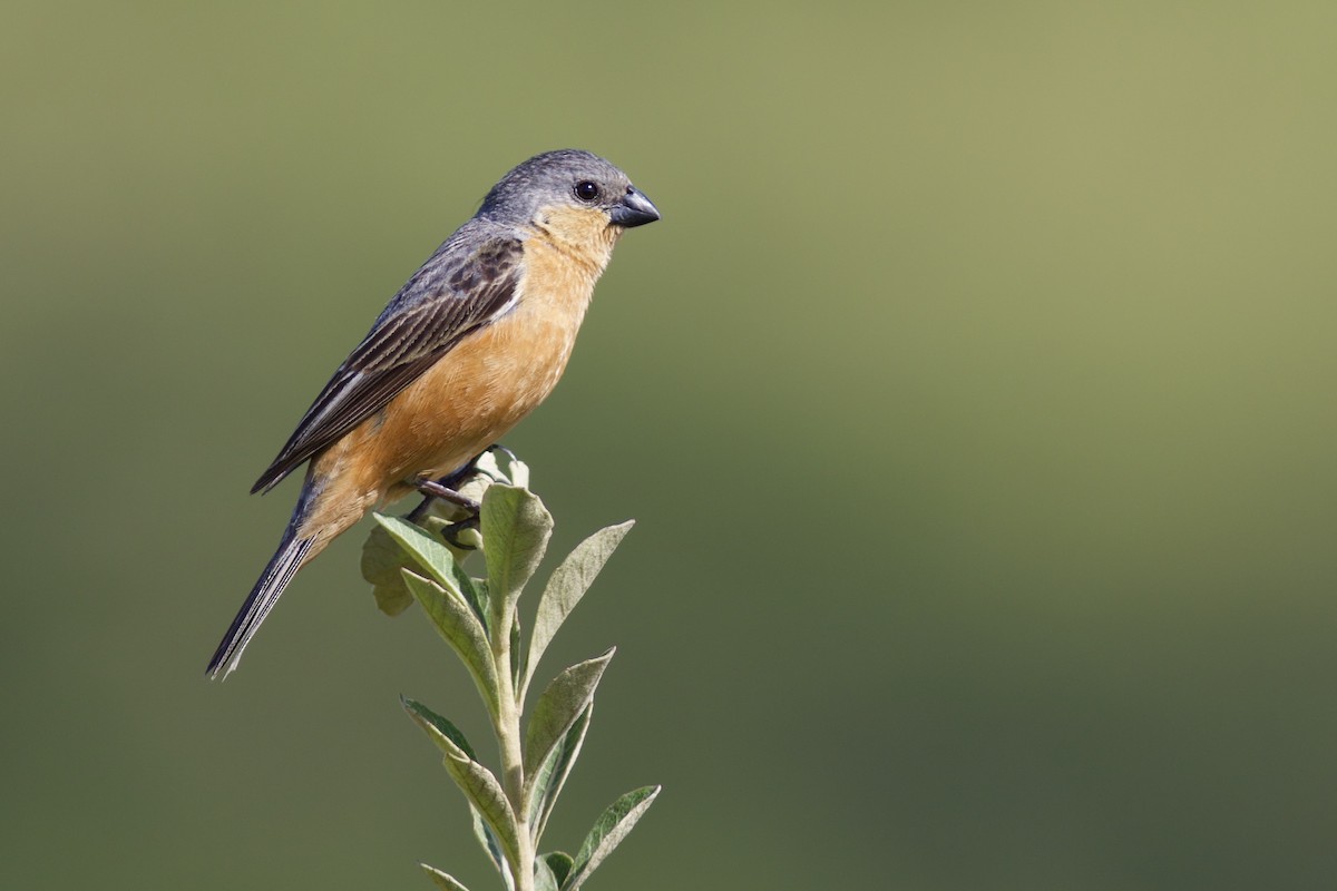Tawny-bellied Seedeater - ML85782441