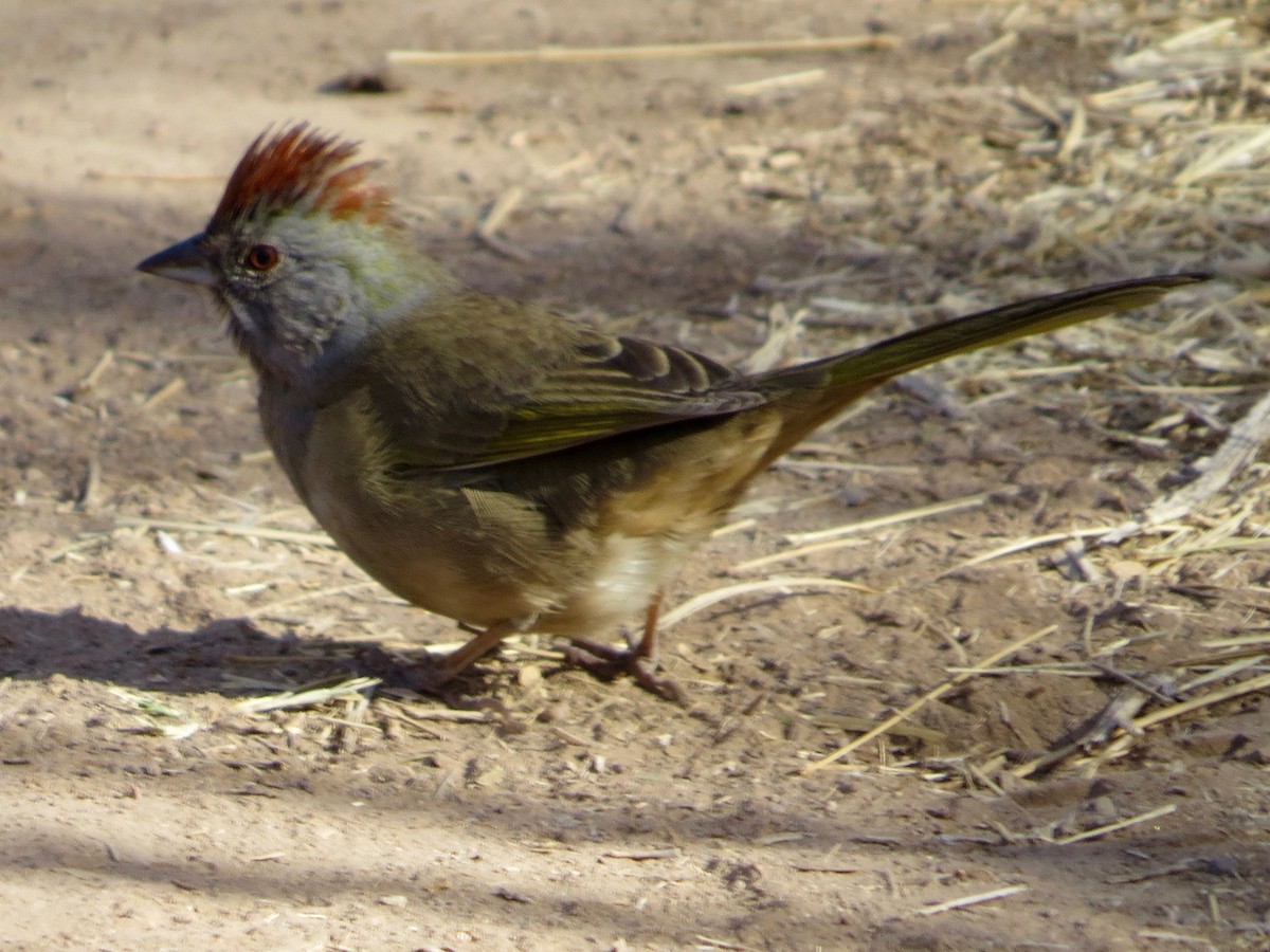 Green-tailed Towhee - Bill Lisowsky