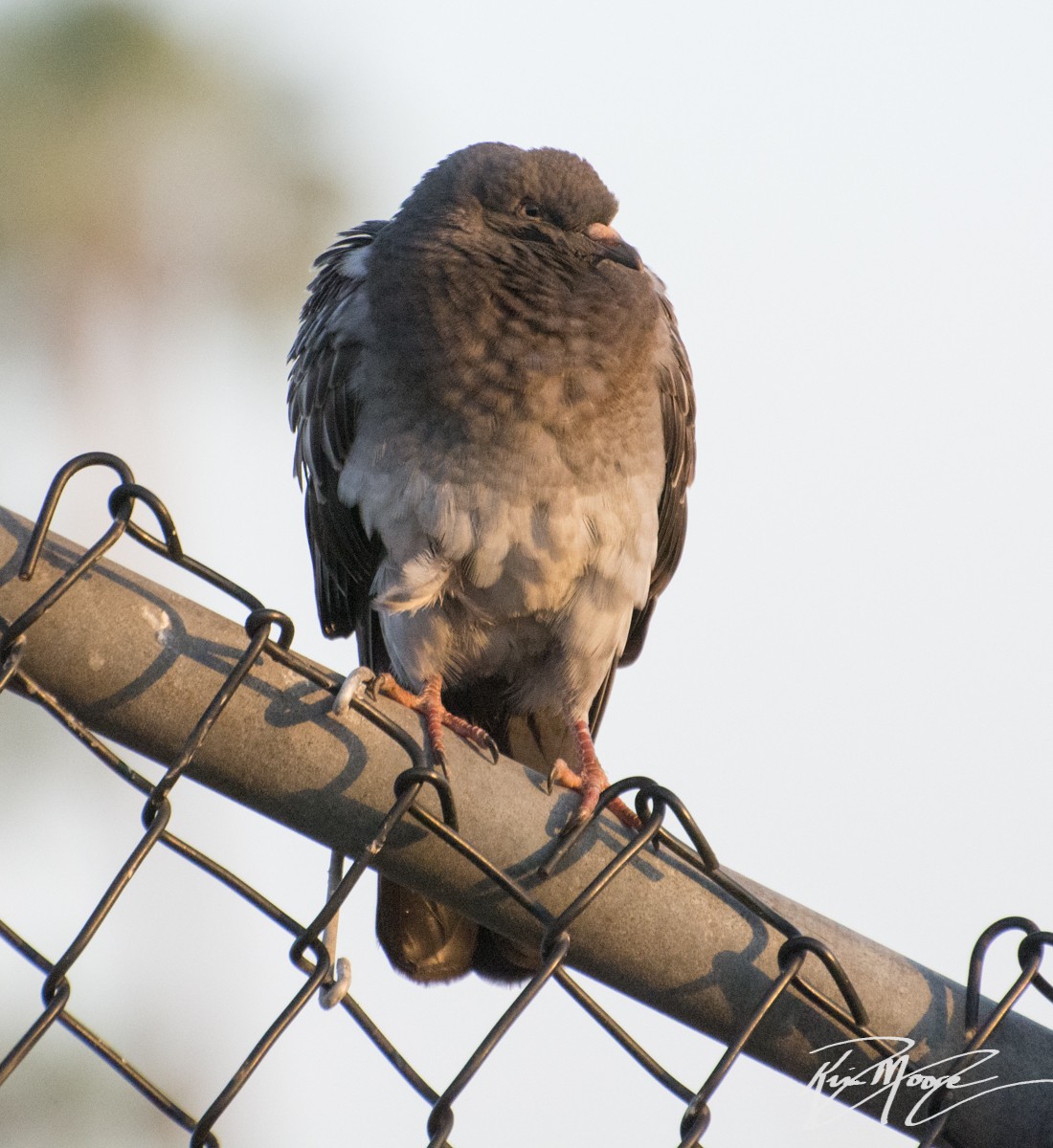 Rock Pigeon (Feral Pigeon) - ML85784761