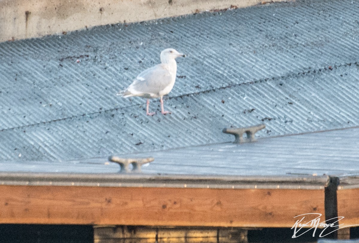Glaucous-winged Gull - Kim Moore