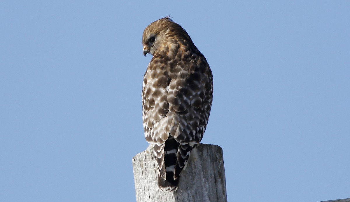 Red-shouldered Hawk - Gary Jarvis