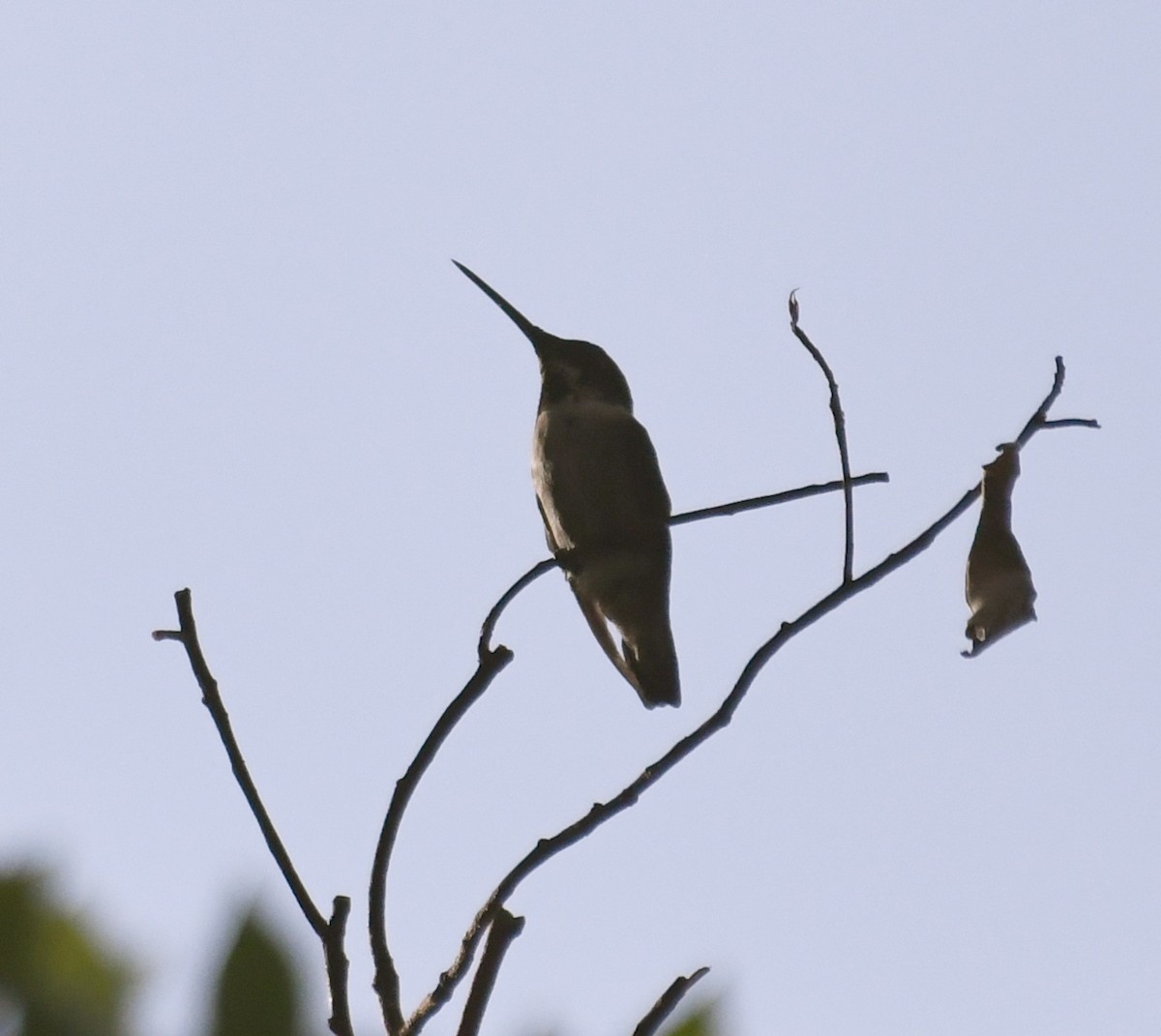 Ruby-throated Hummingbird - Suzanne Zuckerman