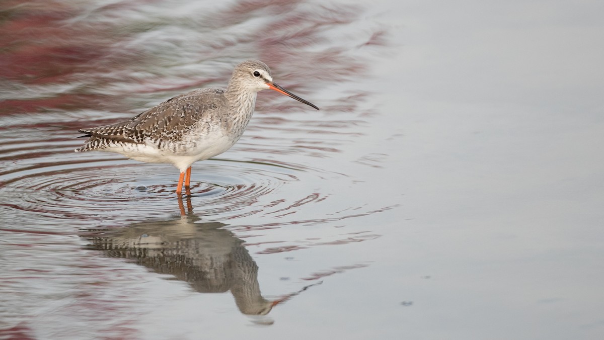 Spotted Redshank - ML85789961