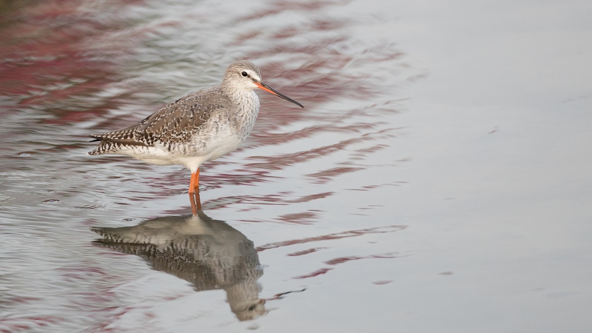 Spotted Redshank - ML85789971