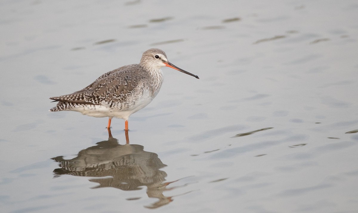 Spotted Redshank - ML85789981