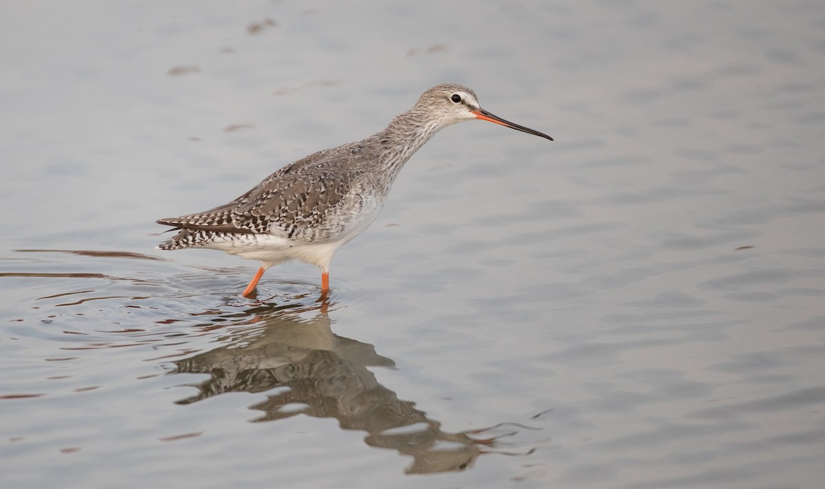 Spotted Redshank - ML85790001