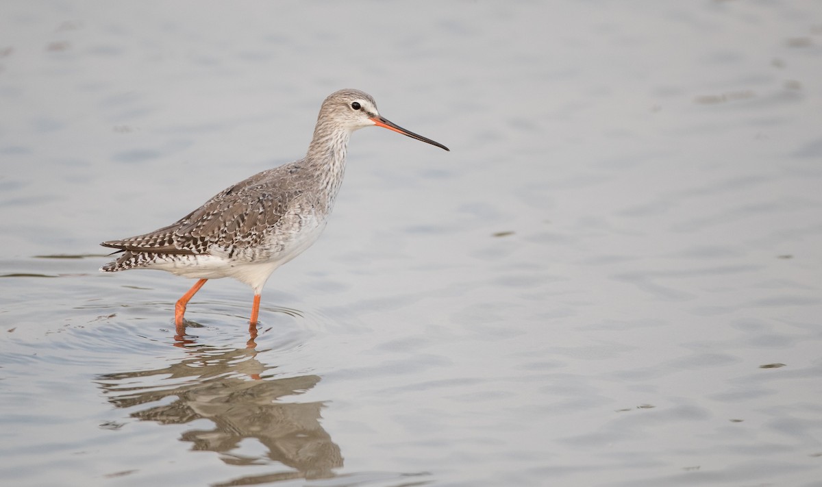 Spotted Redshank - ML85790011