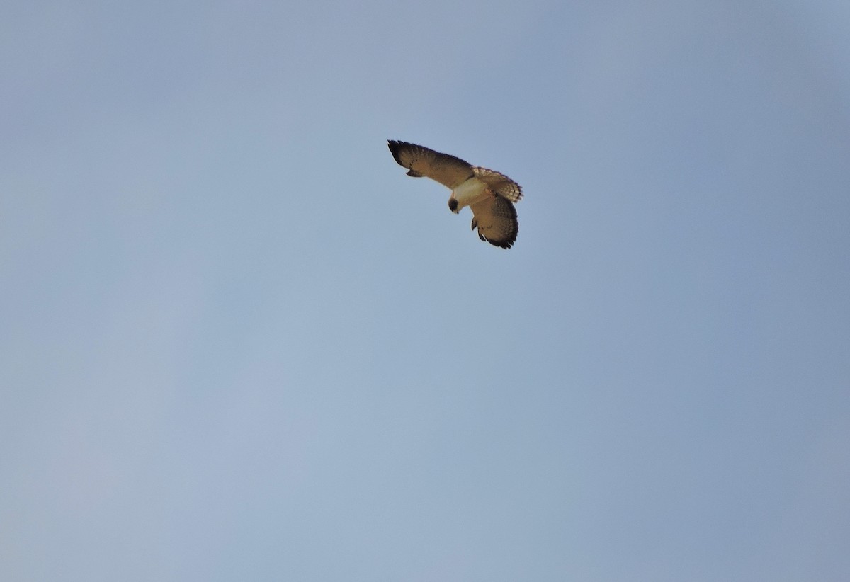 Short-tailed Hawk - Nicola Cendron