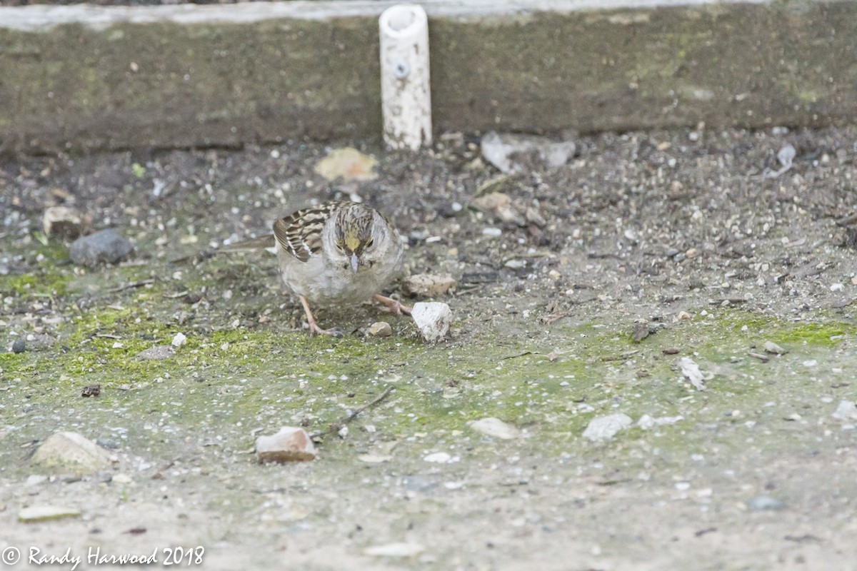 Golden-crowned Sparrow - ML85794561