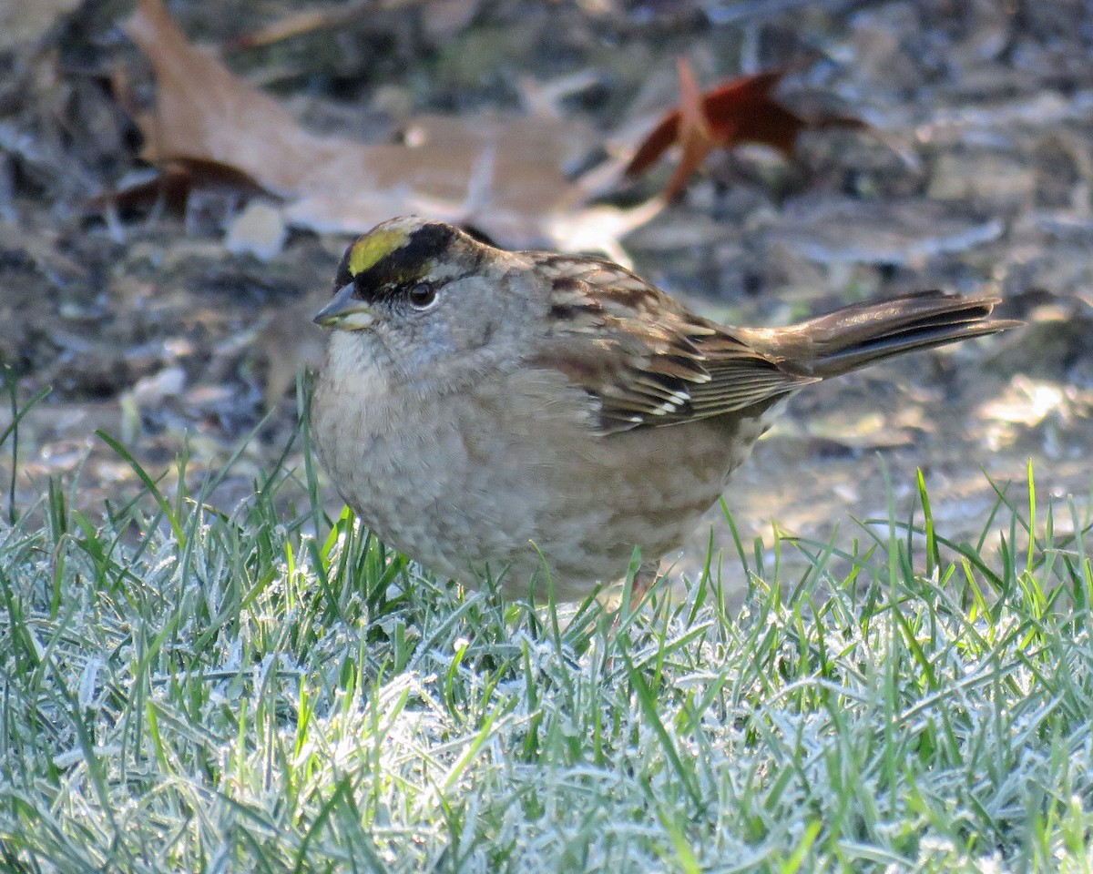 Golden-crowned Sparrow - ML85795711