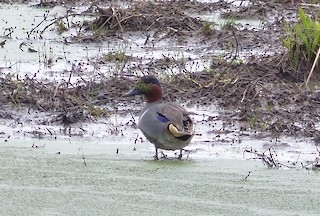 Green-winged Teal, ML85799611