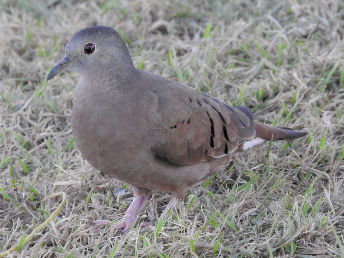 Plain-breasted Ground Dove - Noam Markus