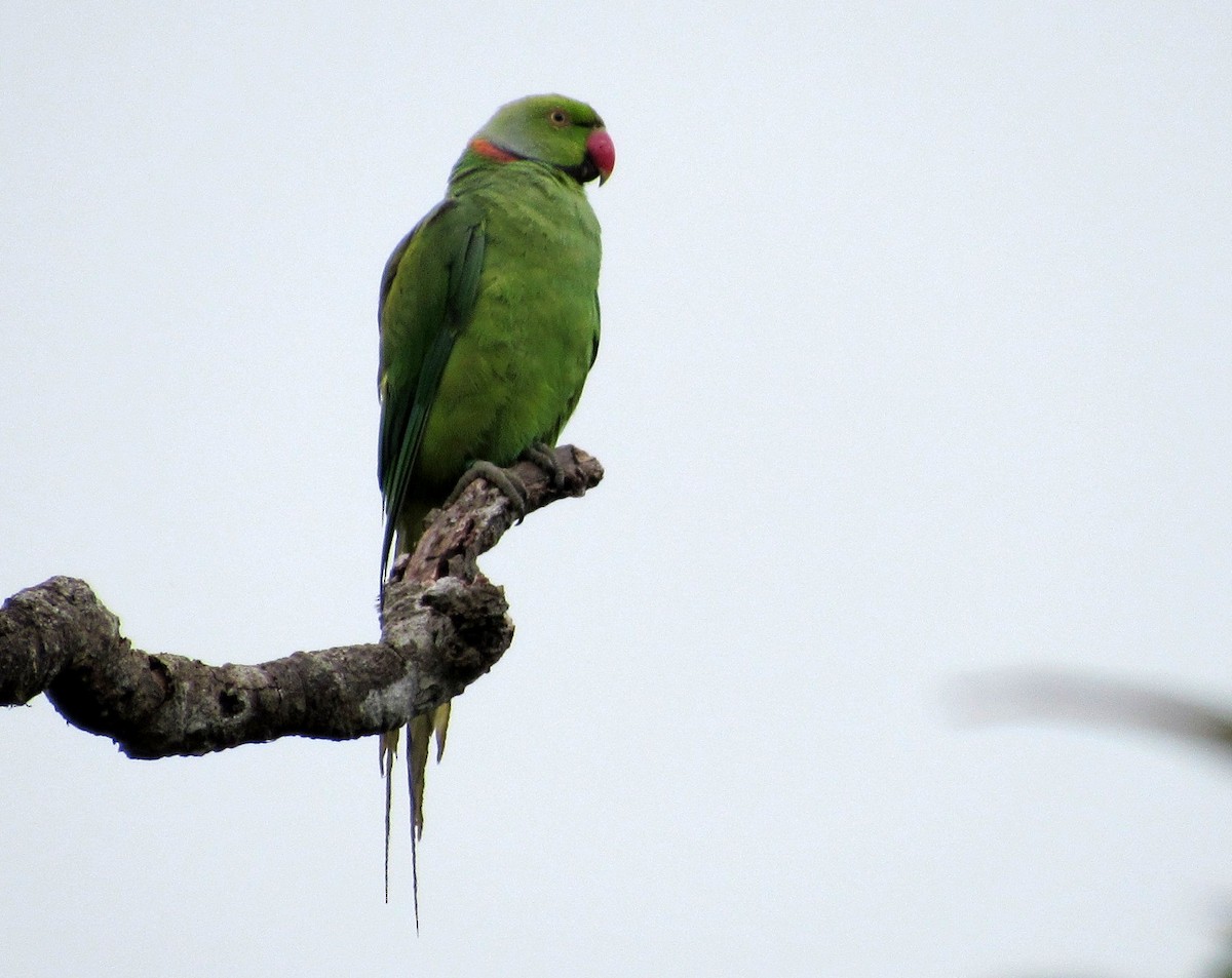 Morityus Yeşil Papağanı - ML85807911