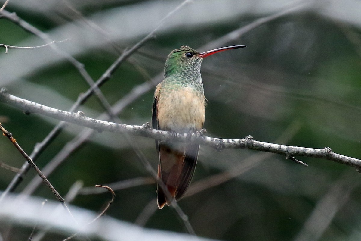 Buff-bellied Hummingbird (Northern) - Dan Jones