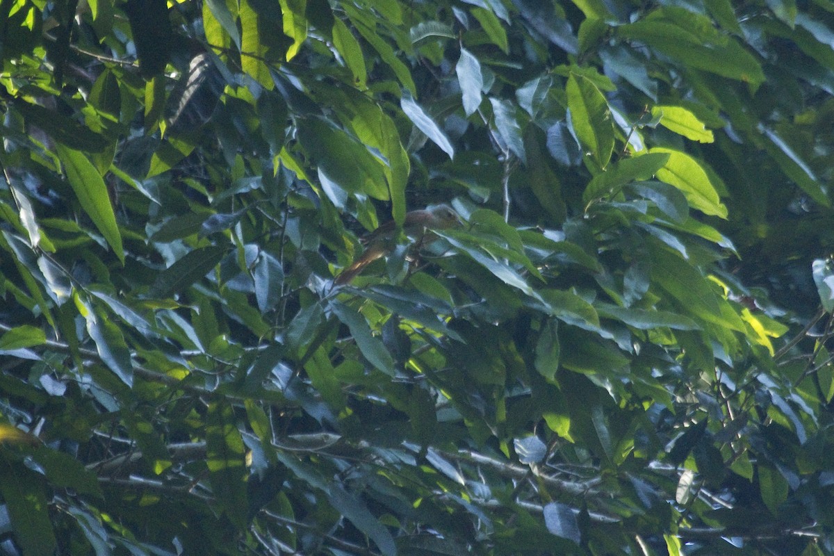 Chestnut-winged Foliage-gleaner - Gordon Dimmig