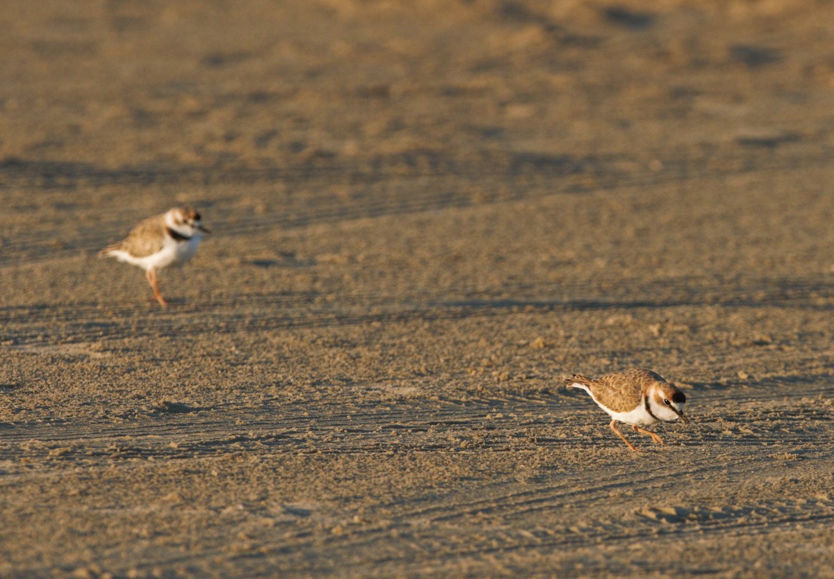 Collared Plover - ML85813451