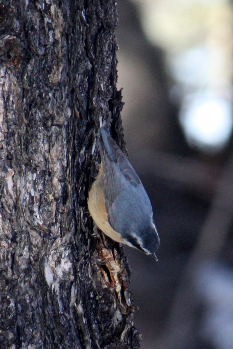 Red-breasted Nuthatch - ML85813621