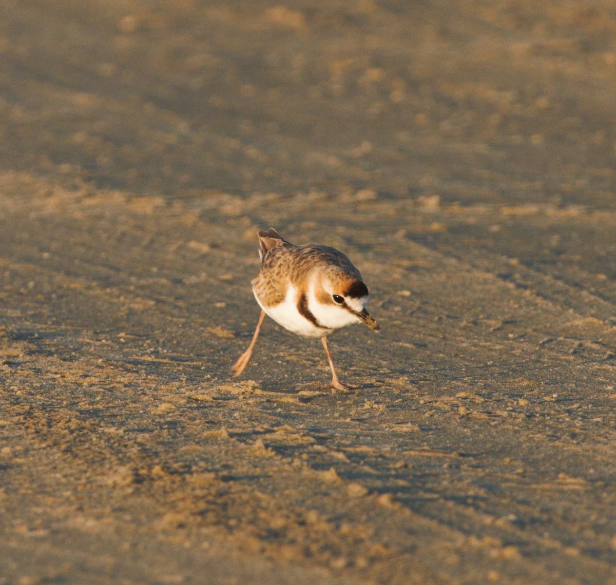 Collared Plover - ML85813901