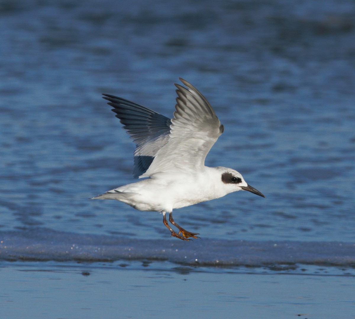Snowy-crowned Tern - Christian Andretti
