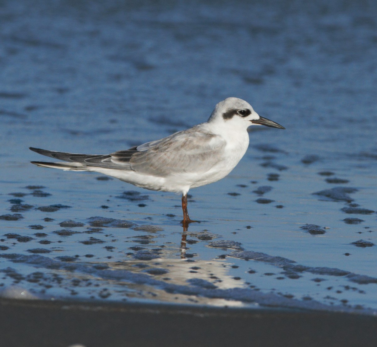 Snowy-crowned Tern - Christian Andretti