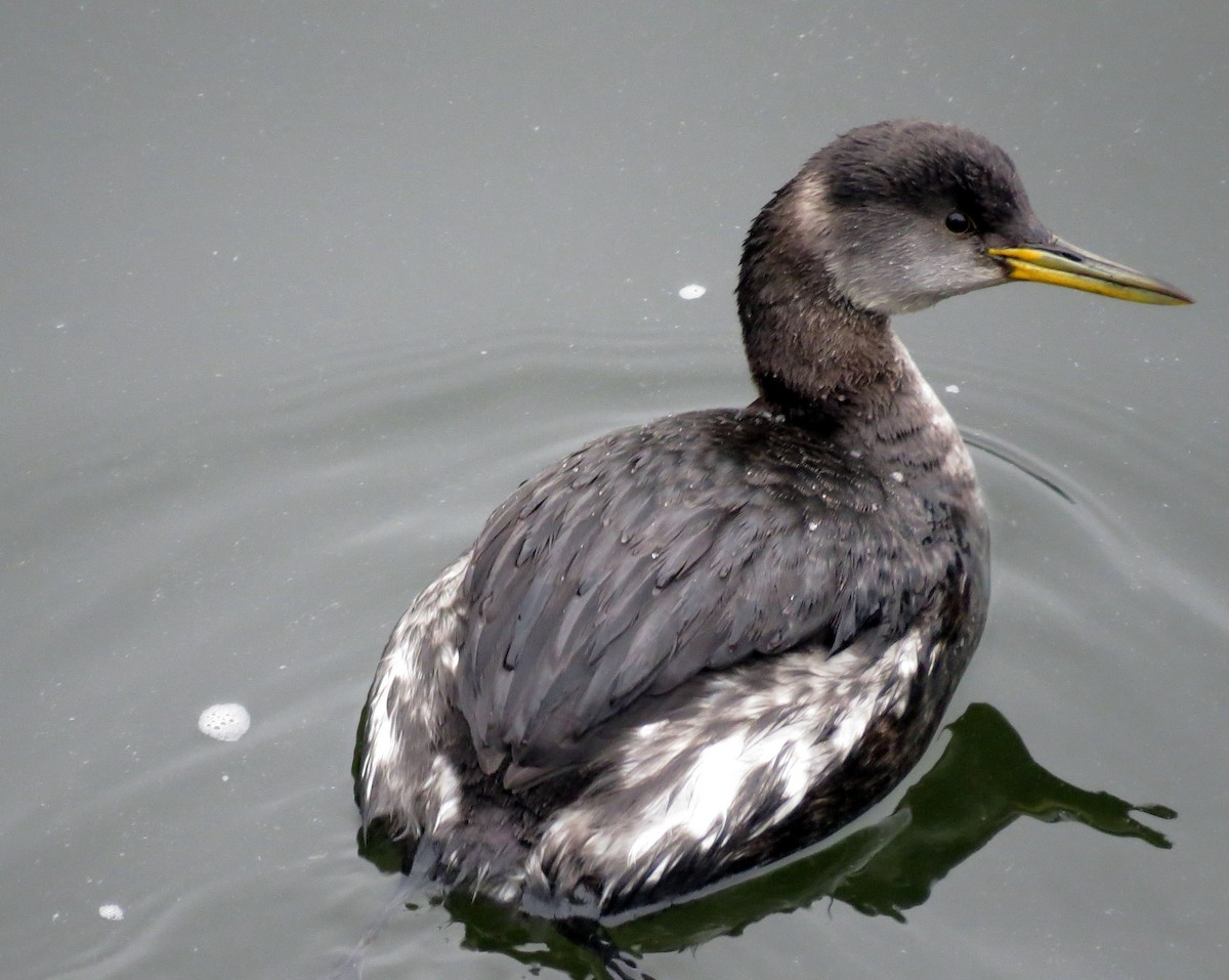 Red-necked Grebe - ML85818051