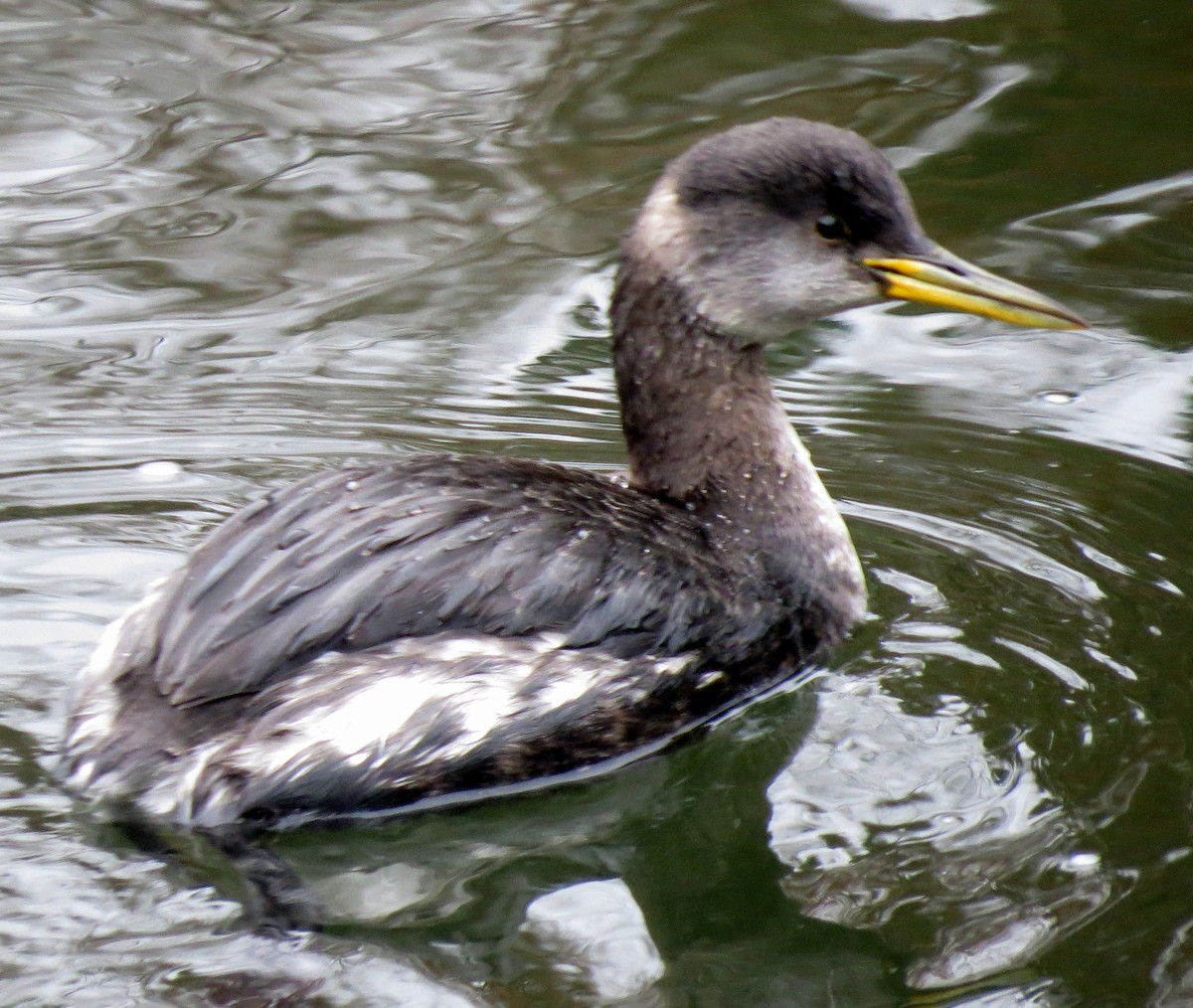 Red-necked Grebe - ML85818121