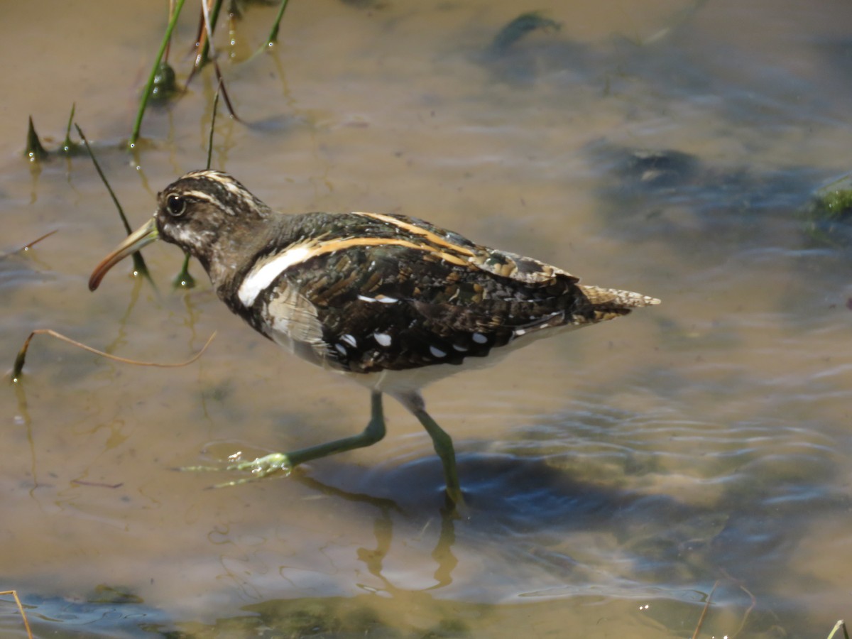 South American Painted-Snipe - ML85818641