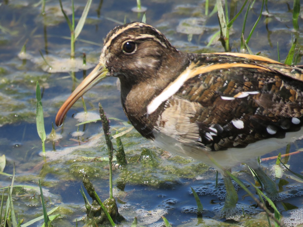 South American Painted-Snipe - ML85818801