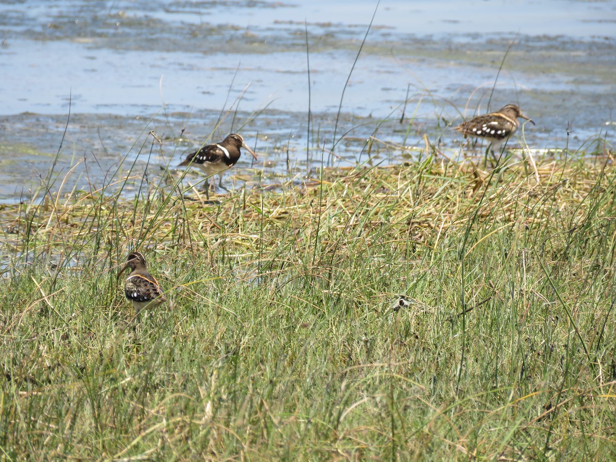 South American Painted-Snipe - ML85819071