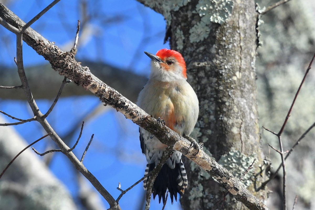 Red-bellied Woodpecker - George Chiu