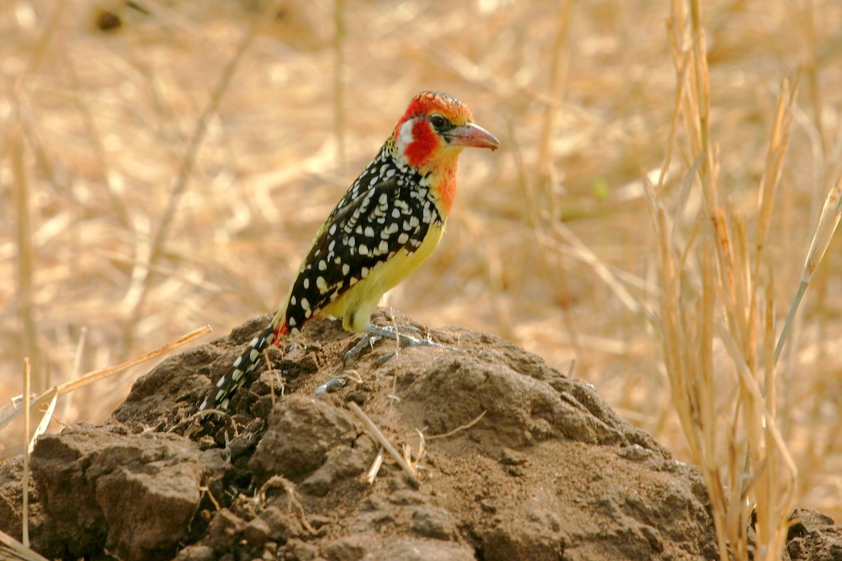Red-and-yellow Barbet - Marc Brawer