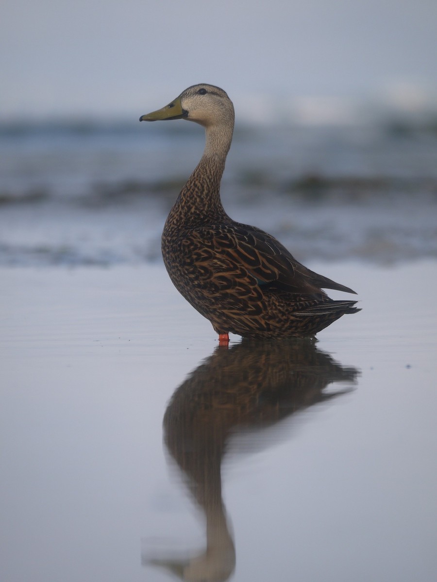 Mottled Duck (Florida) - ML85822441