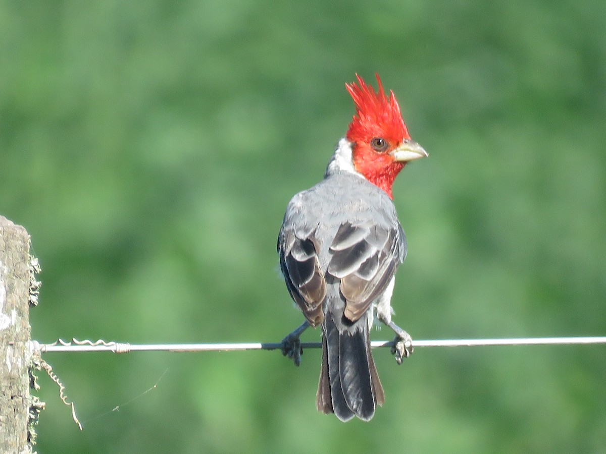 Red-crested Cardinal - ML85822871