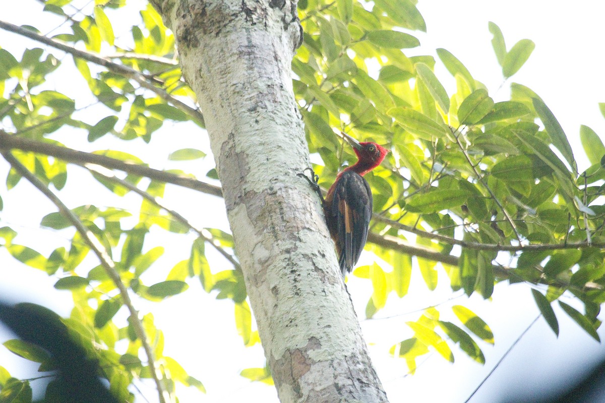 Red-necked Woodpecker - Gordon Dimmig