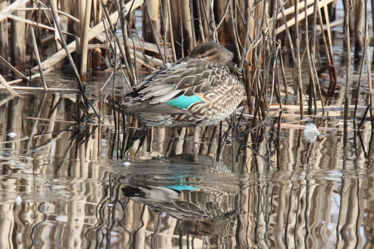 Green-winged Teal - ML85826741