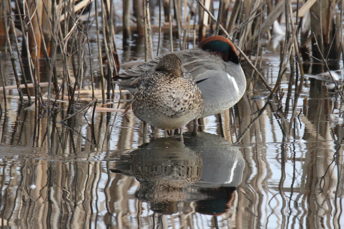 Green-winged Teal - ML85826761