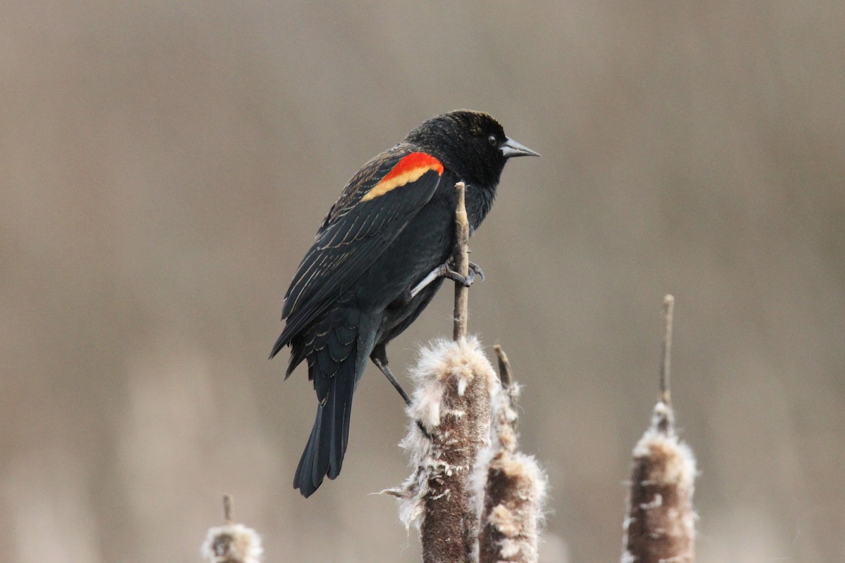 Red-winged Blackbird - Daniel Donnecke