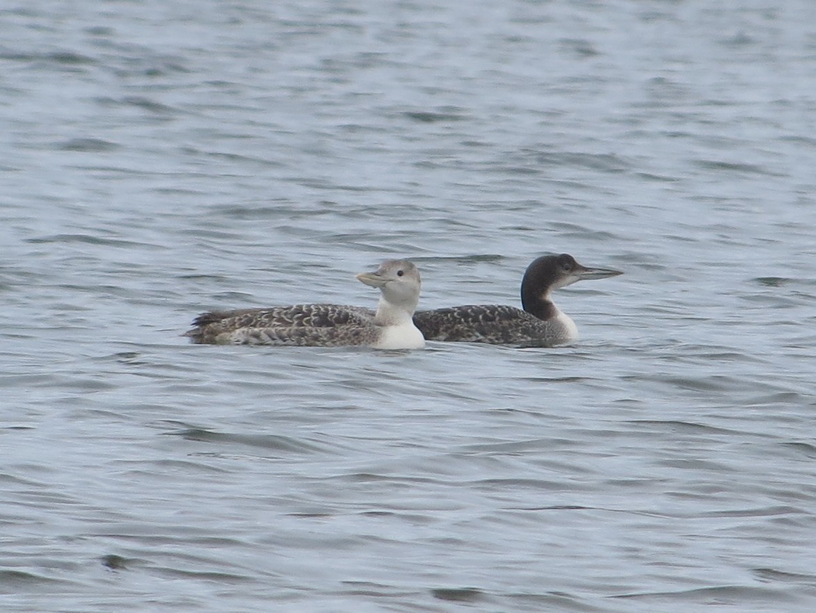 Yellow-billed Loon - Kathy Mihm Dunning
