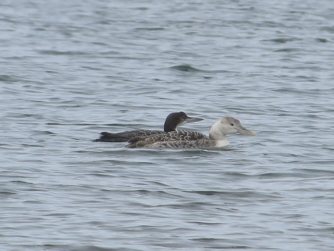 Yellow-billed Loon - Kathy Mihm Dunning